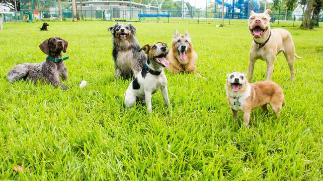 Council planning for additional off-leash dog parks, and other projects